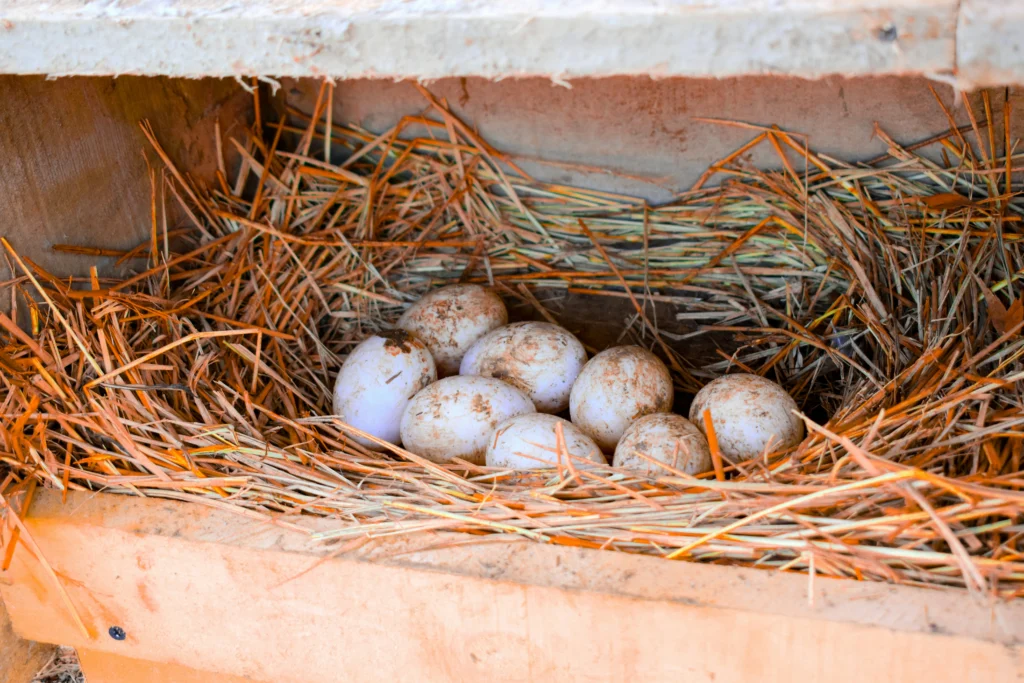 best bedding for hen nesting boxes with eggs