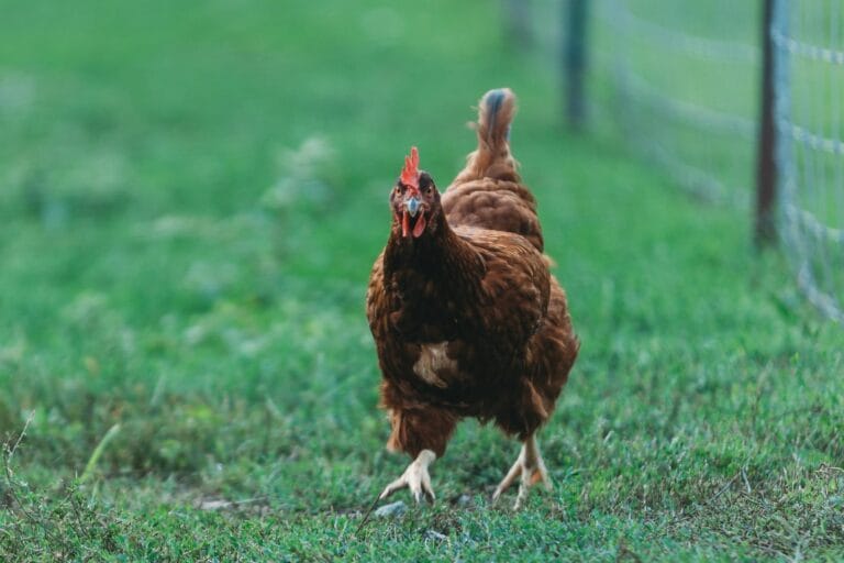 best chicken breeds for beginners