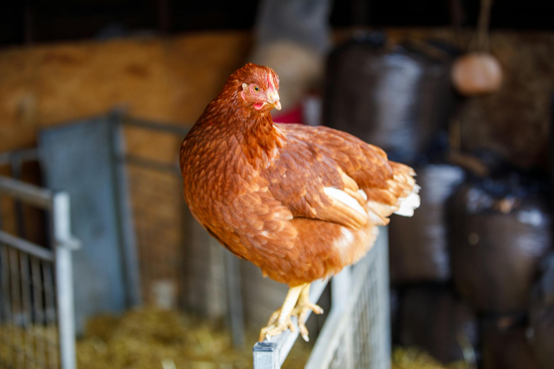 A clean backyard chicken coop suitable for beginner flock keepers