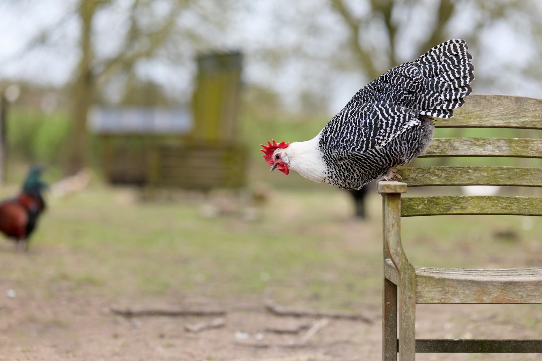 A Barred Plymouth Rock hen standing in a backyard