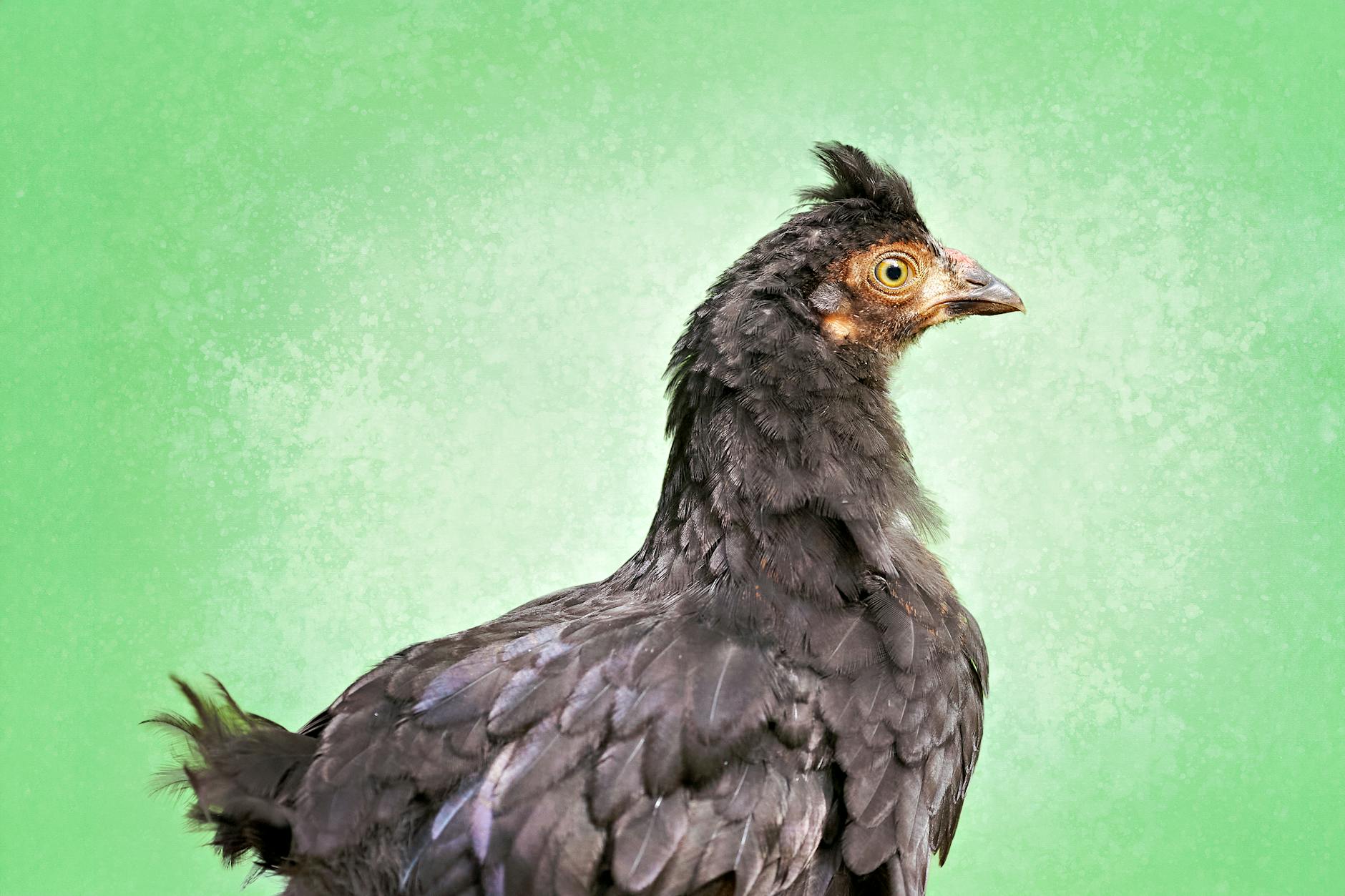 A glossy black Australorp hen known for high egg production