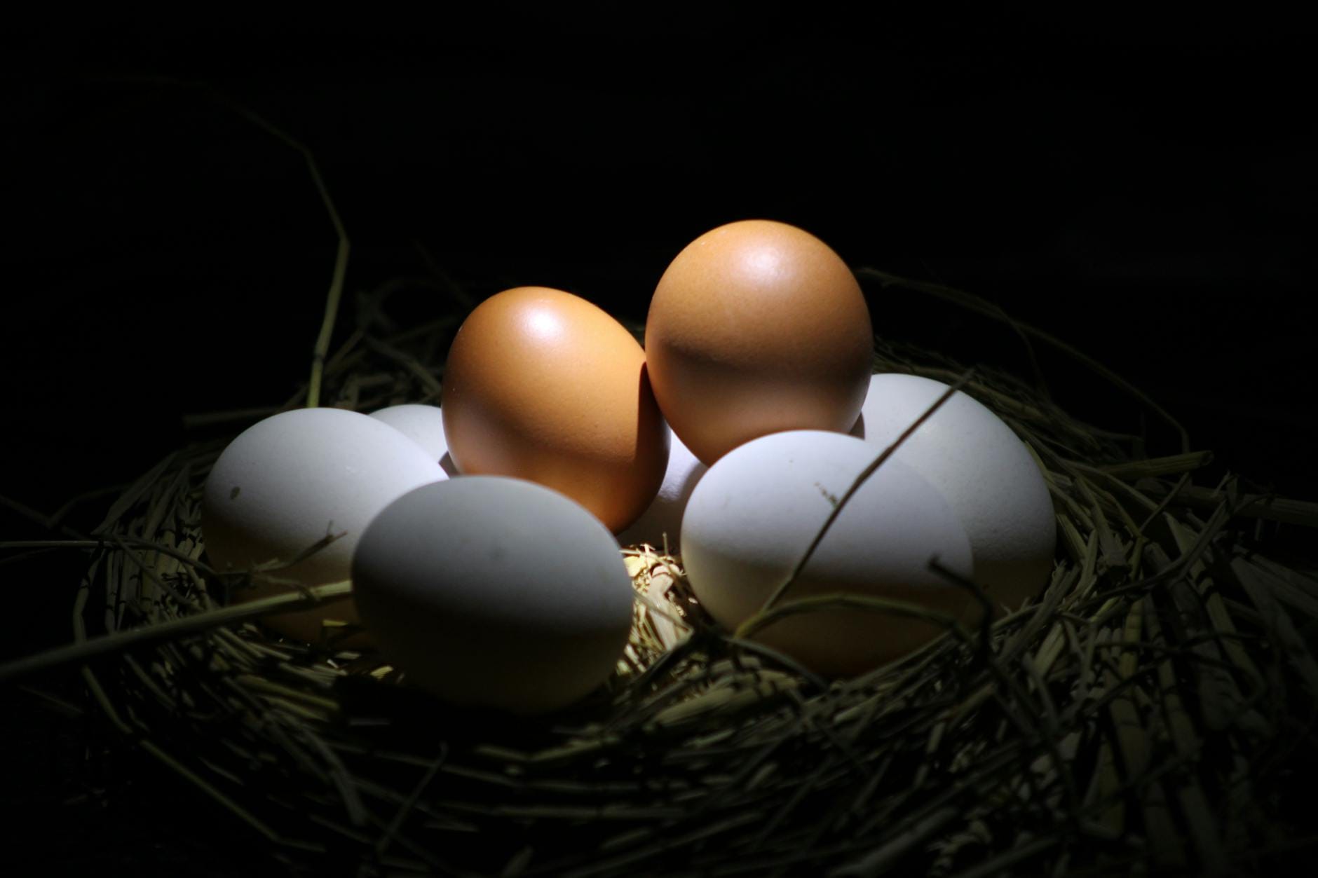 White Leghorn chickens near a basket of fresh white eggs