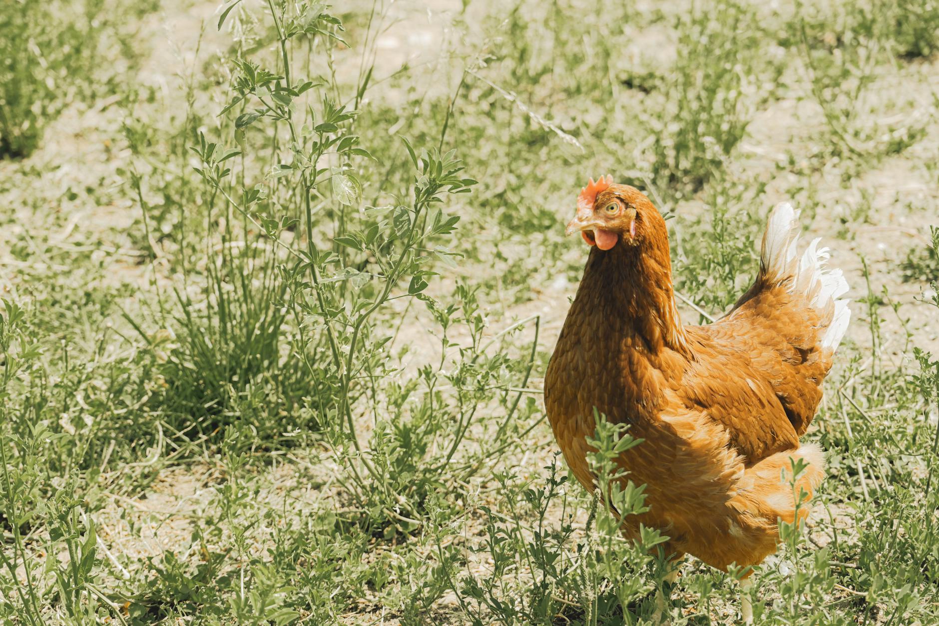 A fluffy golden Buff Orpington hen being held by a homesteader