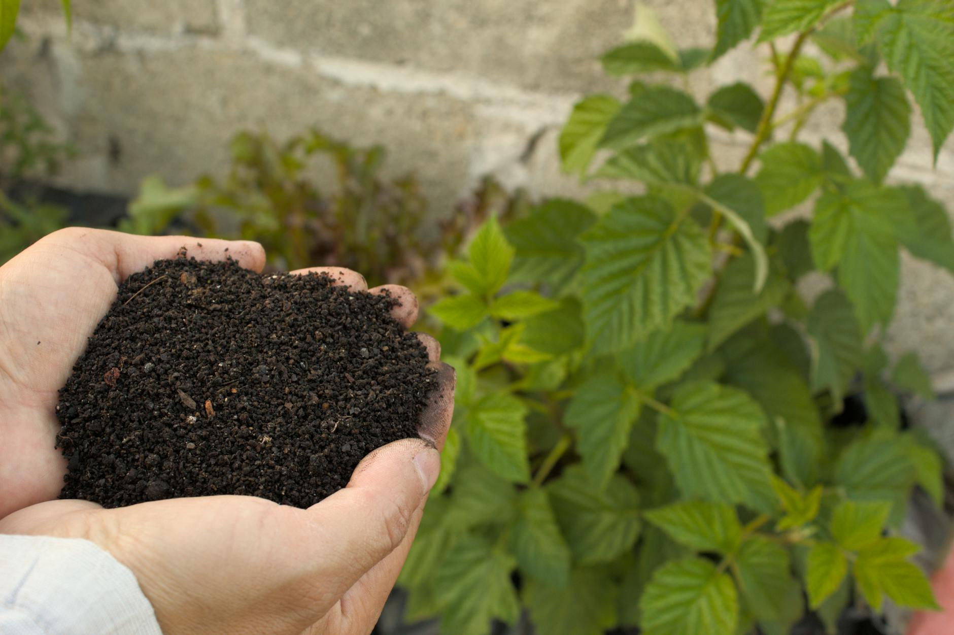 Dark rich compost mixed into vegetable garden soil