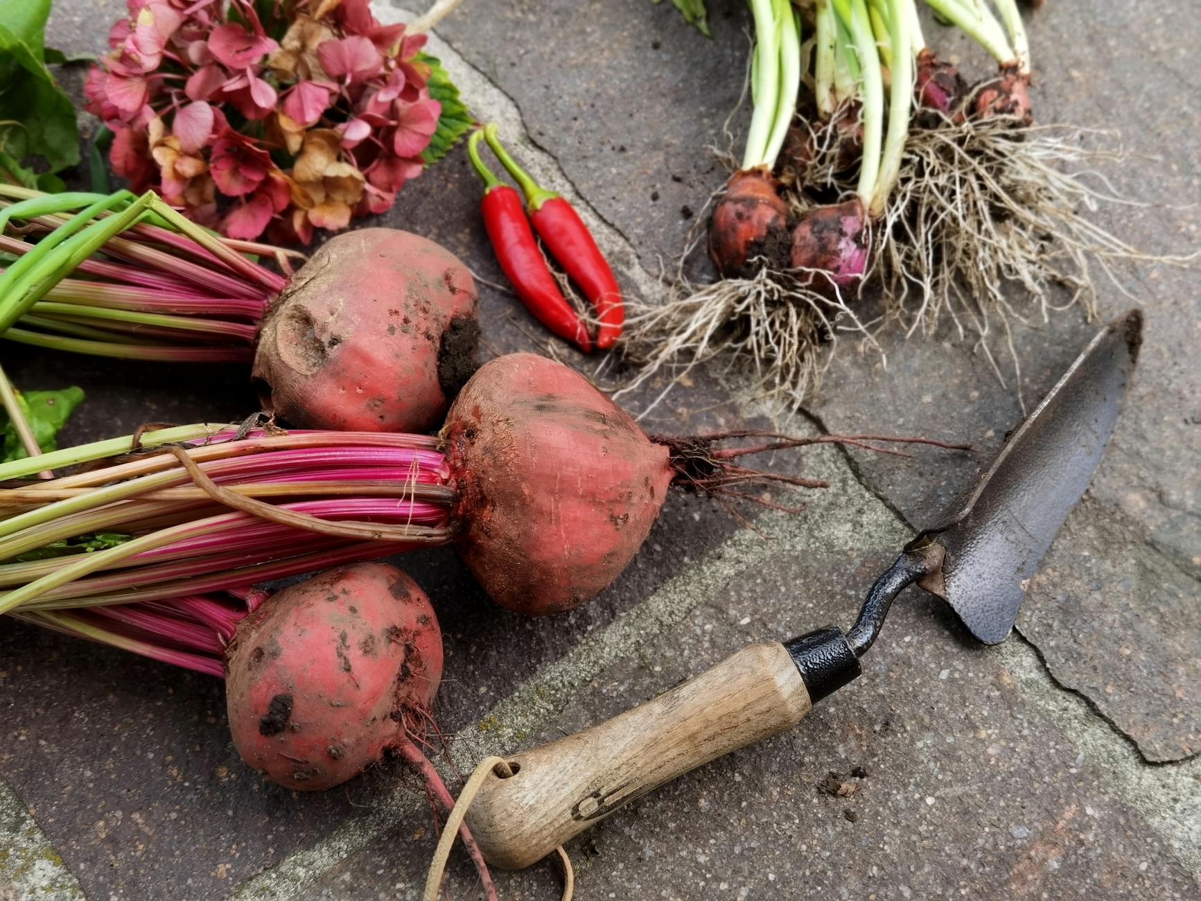 Thriving vegetable garden in summer with compost-enriched soil