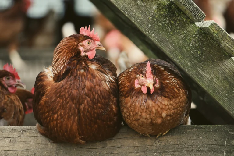 size of hen nesting box with eggs and hen in backyard coop