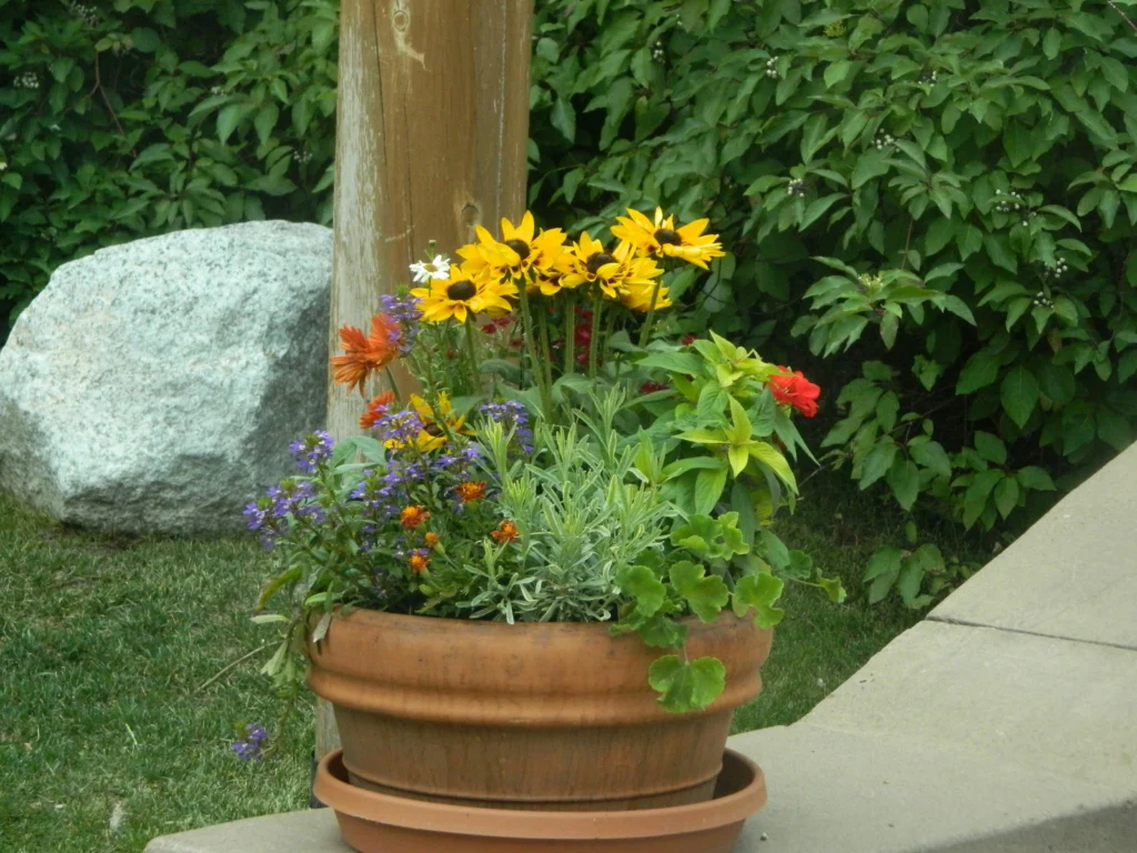 flower pot recipe with thriller filler and spiller plants