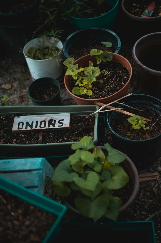Simple beginner garden setup with containers and raised beds