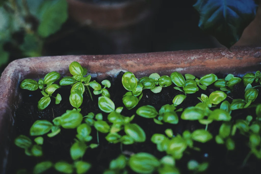 Easy beginner-friendly plants like basil, lettuce, and cherry tomatoes