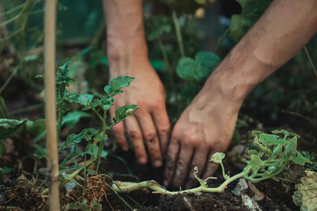 Hands planting seedlings into soil in a beginner garden