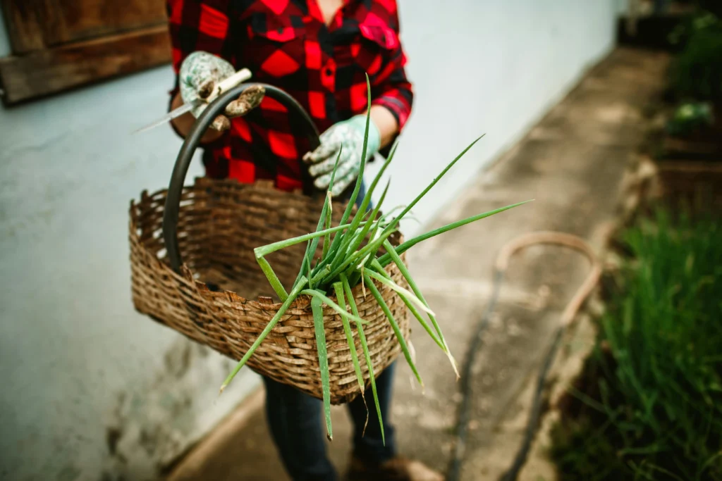 gardening for newbies