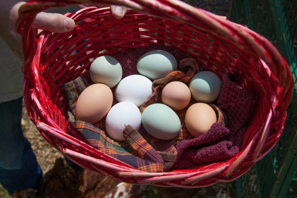 Fresh eggs from the best egg laying chickens on a homestead