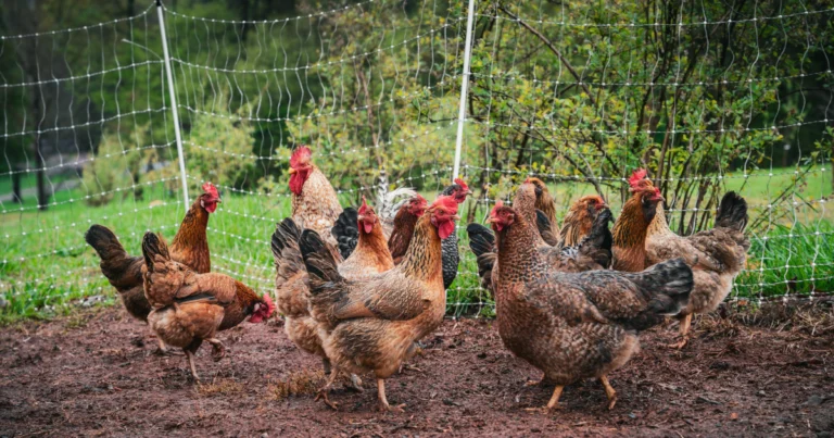 Best egg laying chickens for a backyard homestead