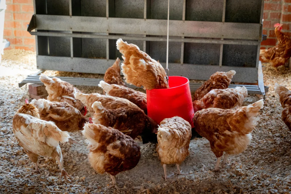 Feed and supplies for healthy egg laying chickens