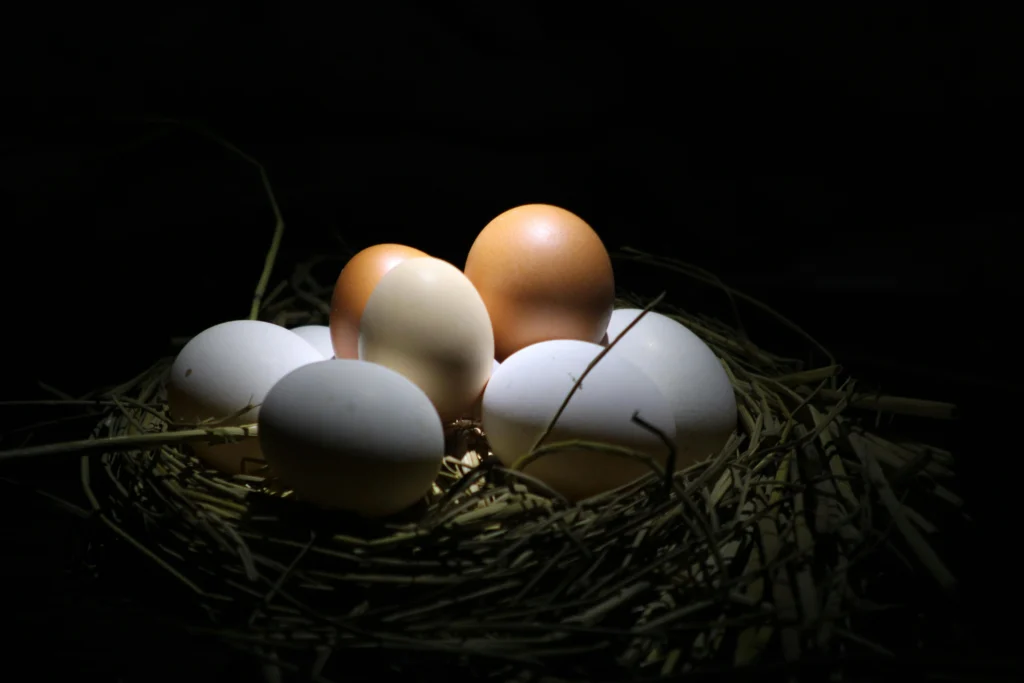 Dark chocolate brown Marans eggs from homestead chickens