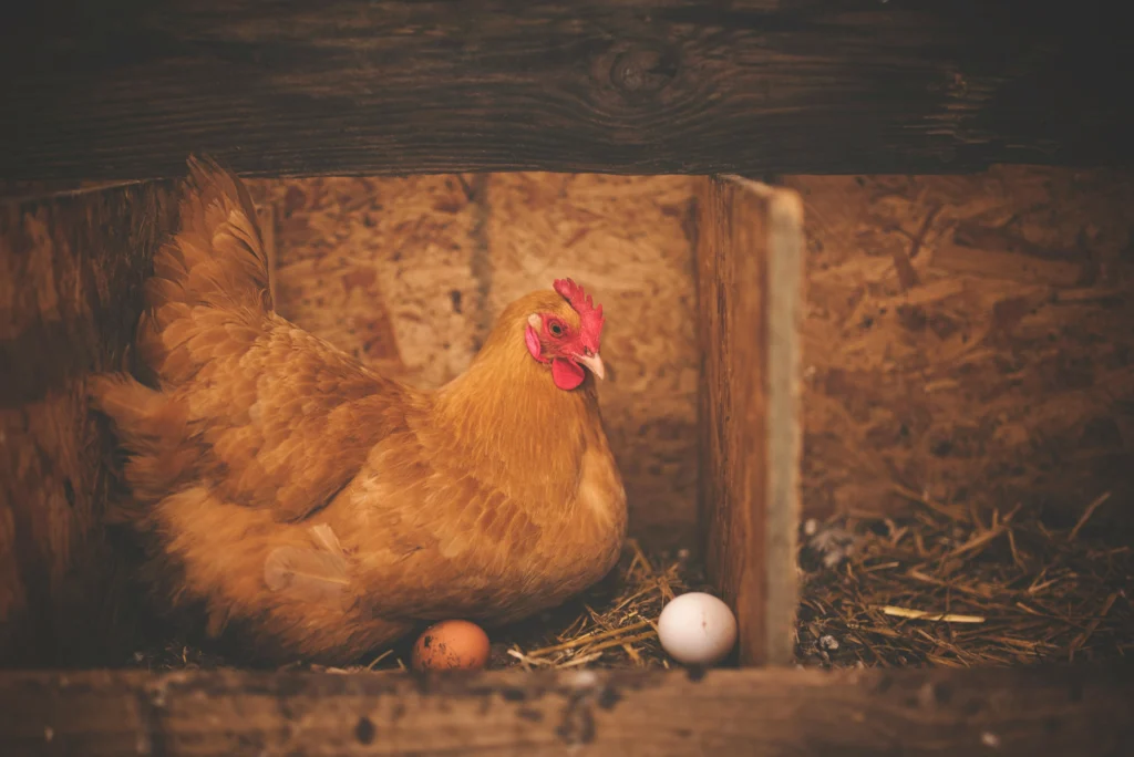 ISA Brown hen, one of the best egg laying chickens for beginners
