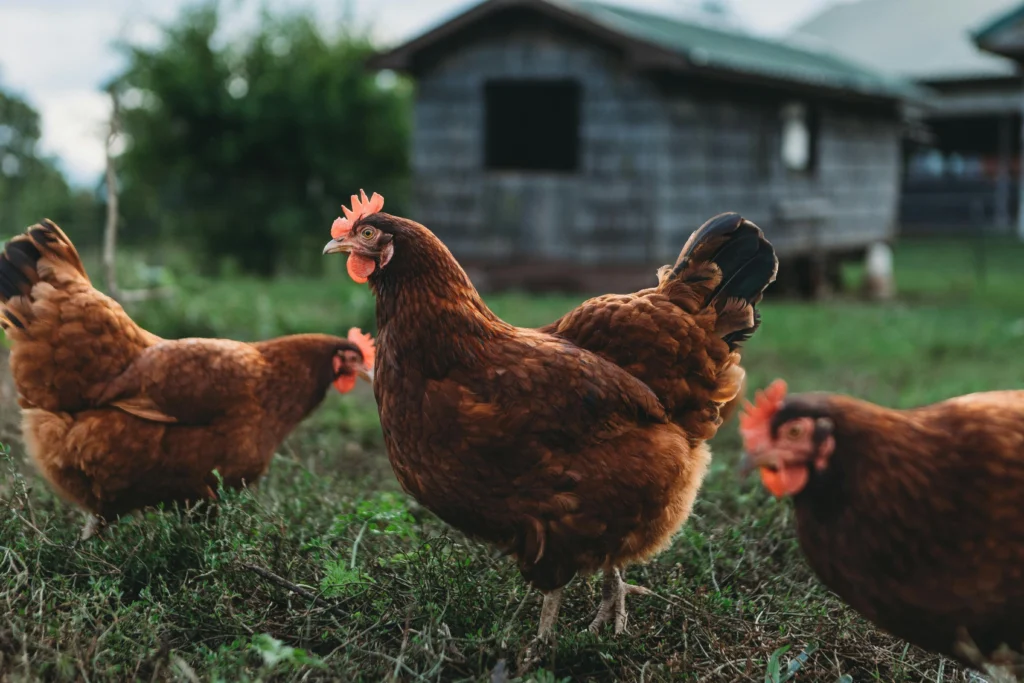 Rhode Island Red chicken for homestead egg production