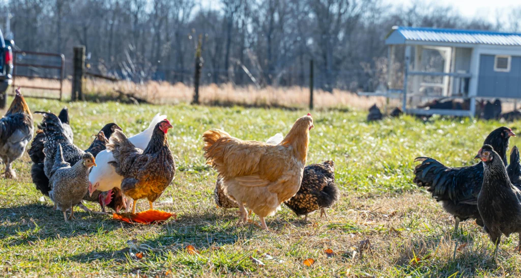 Different egg laying chicken breeds for a backyard homestead