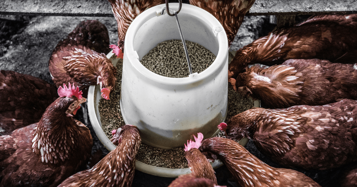 Backyard chicken feeder and waterer setup inside a homestead coop