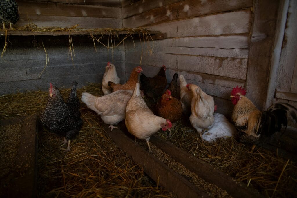 Chicken feeder and waterer hung at back height inside a clean coop run