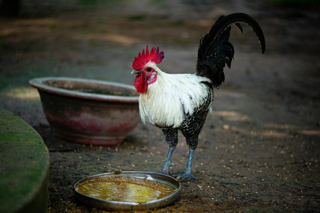 Chickens drinking from a nipple waterer attached to a hanging bucket
