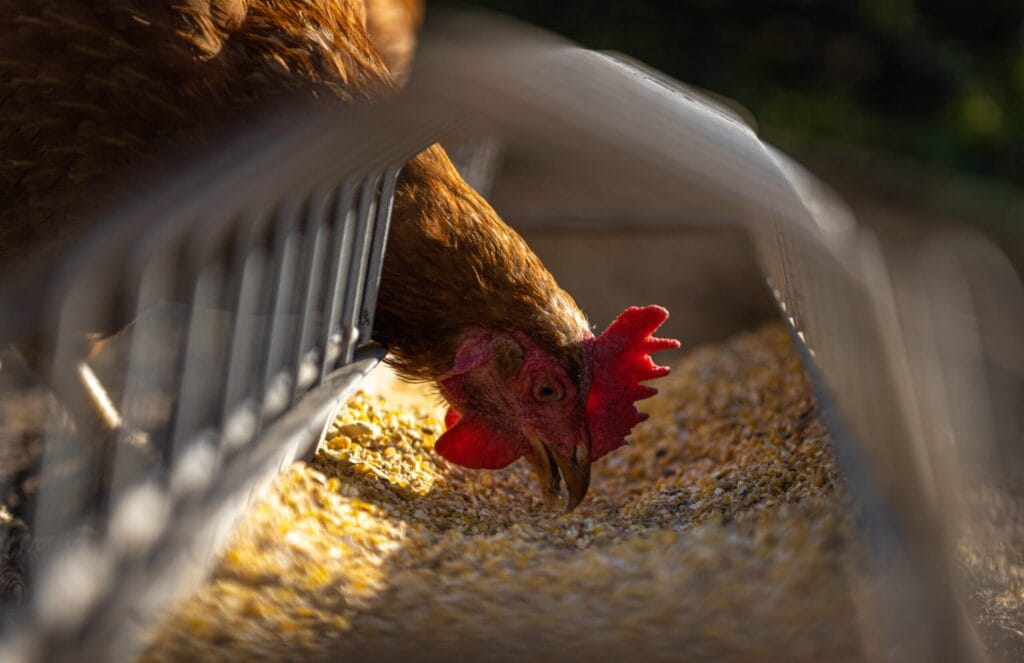 Homemade PVC chicken feeder mounted on the side of a coop wall