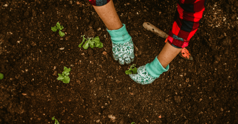 gardening for newbies