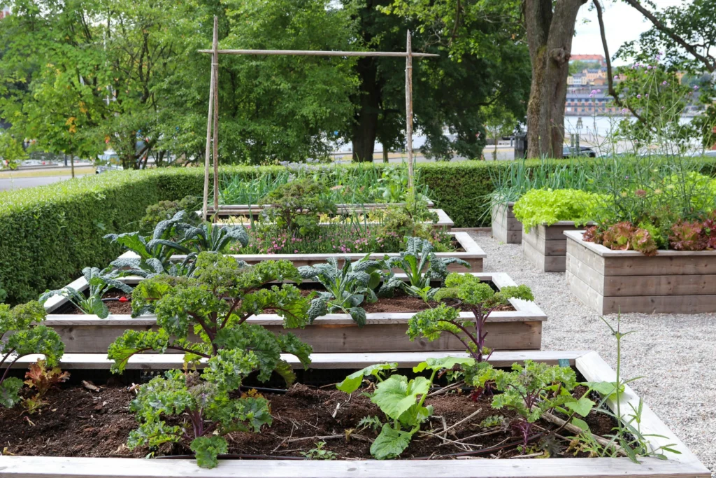 First-year raised garden bed planted with tomatoes lettuce herbs beans and zucchini