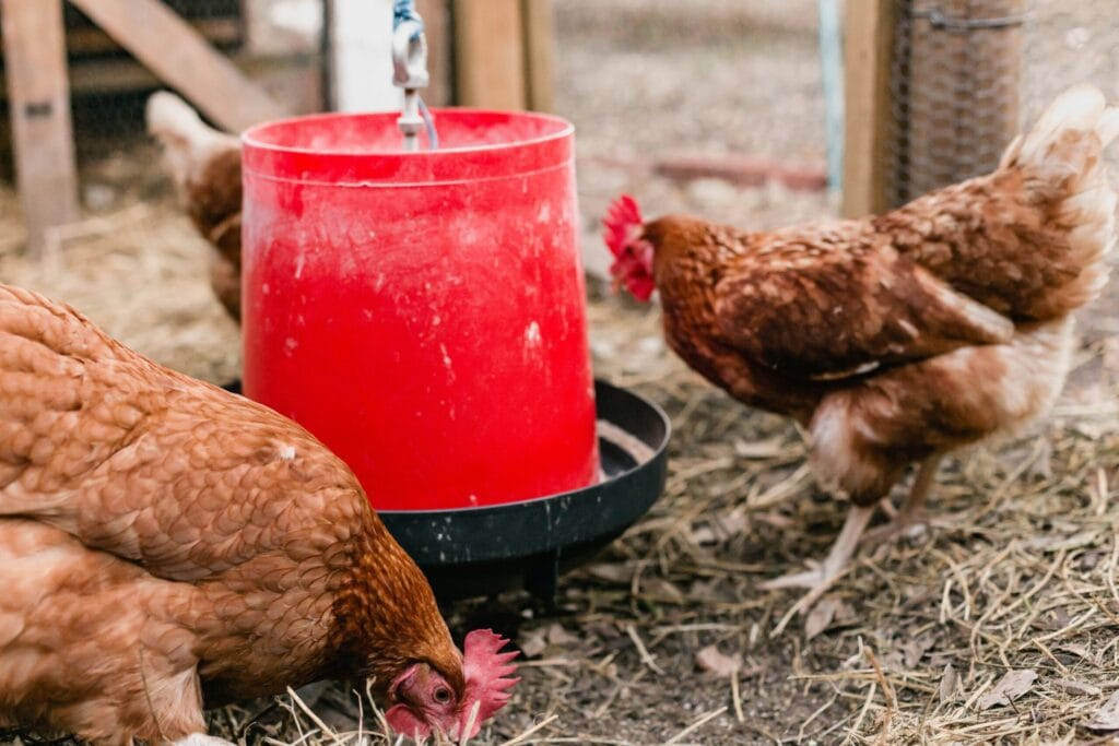 Small backyard flock at a hanging gravity chicken feeder