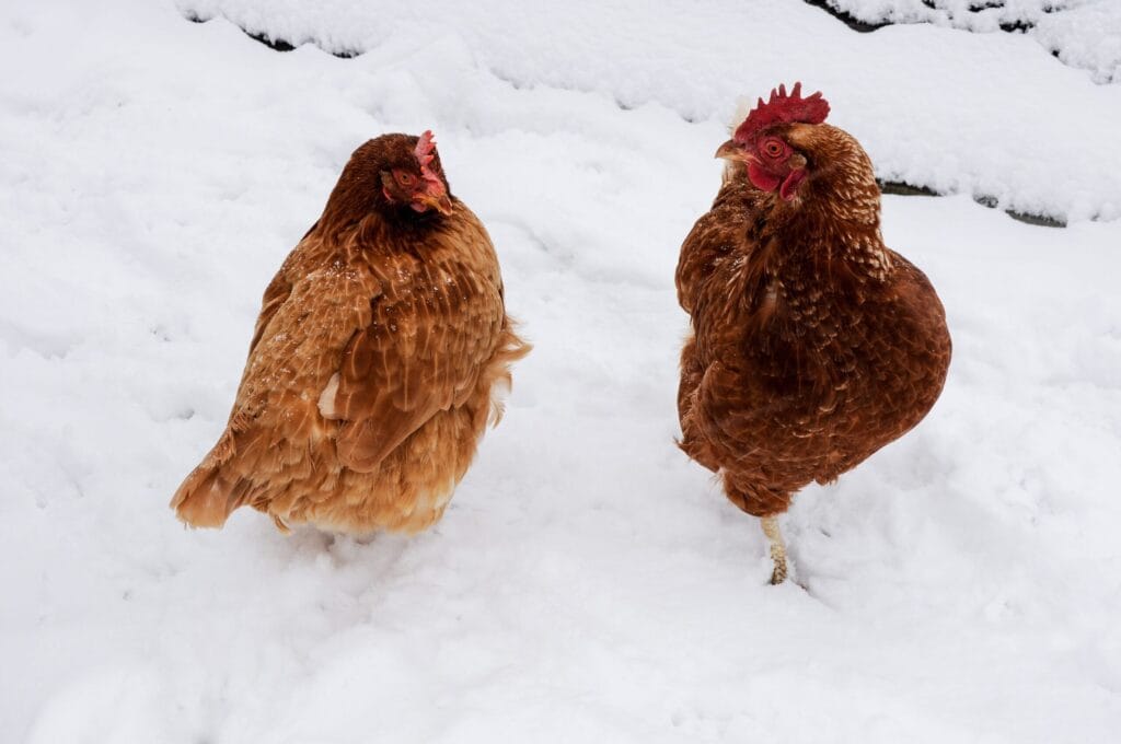 Backyard chickens at a heated waterer in a snowy winter coop
