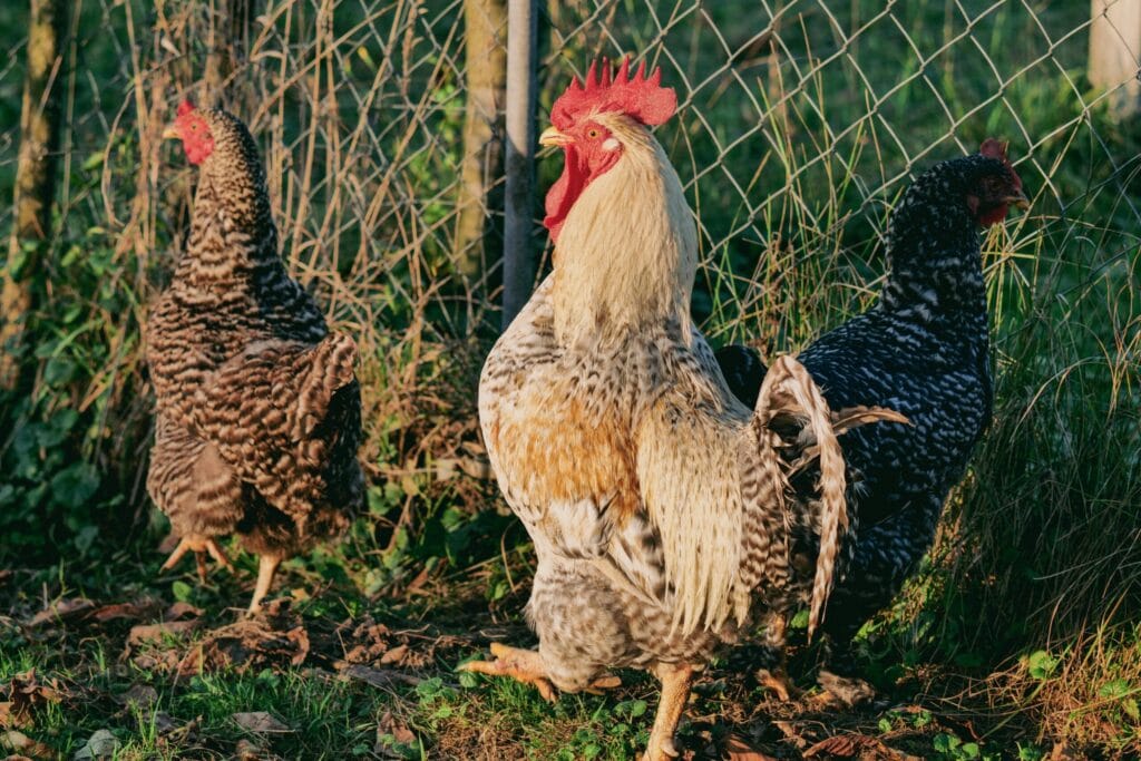 Calm backyard chickens around a feeder and waterer on a homestead morning