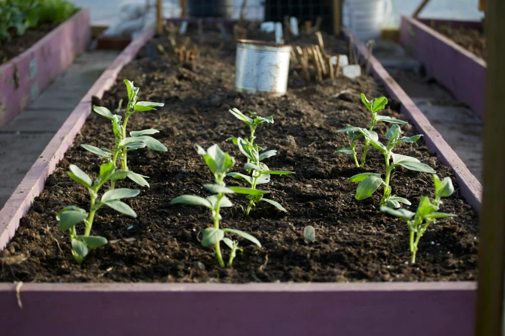 Drip irrigation line in a sunny raised vegetable garden bed
