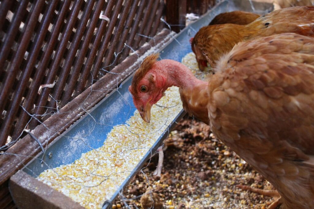 Treadle chicken feeder with a closed lid to keep mice and wild birds out