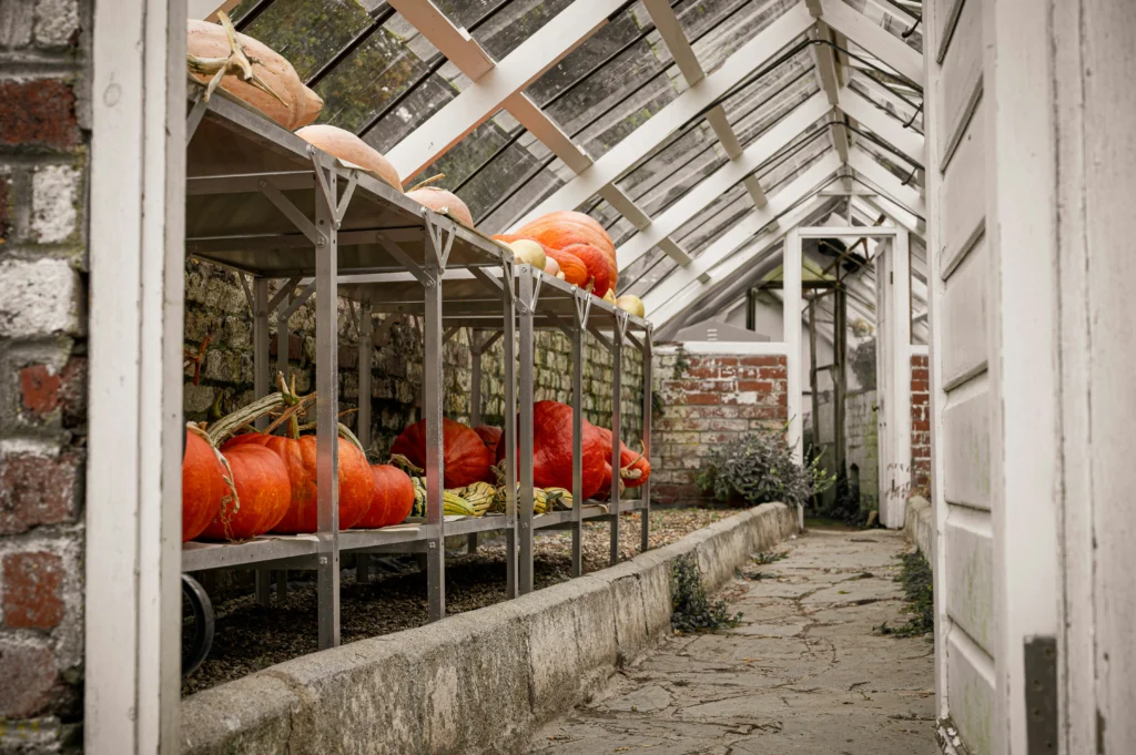 winter squash storage shelves