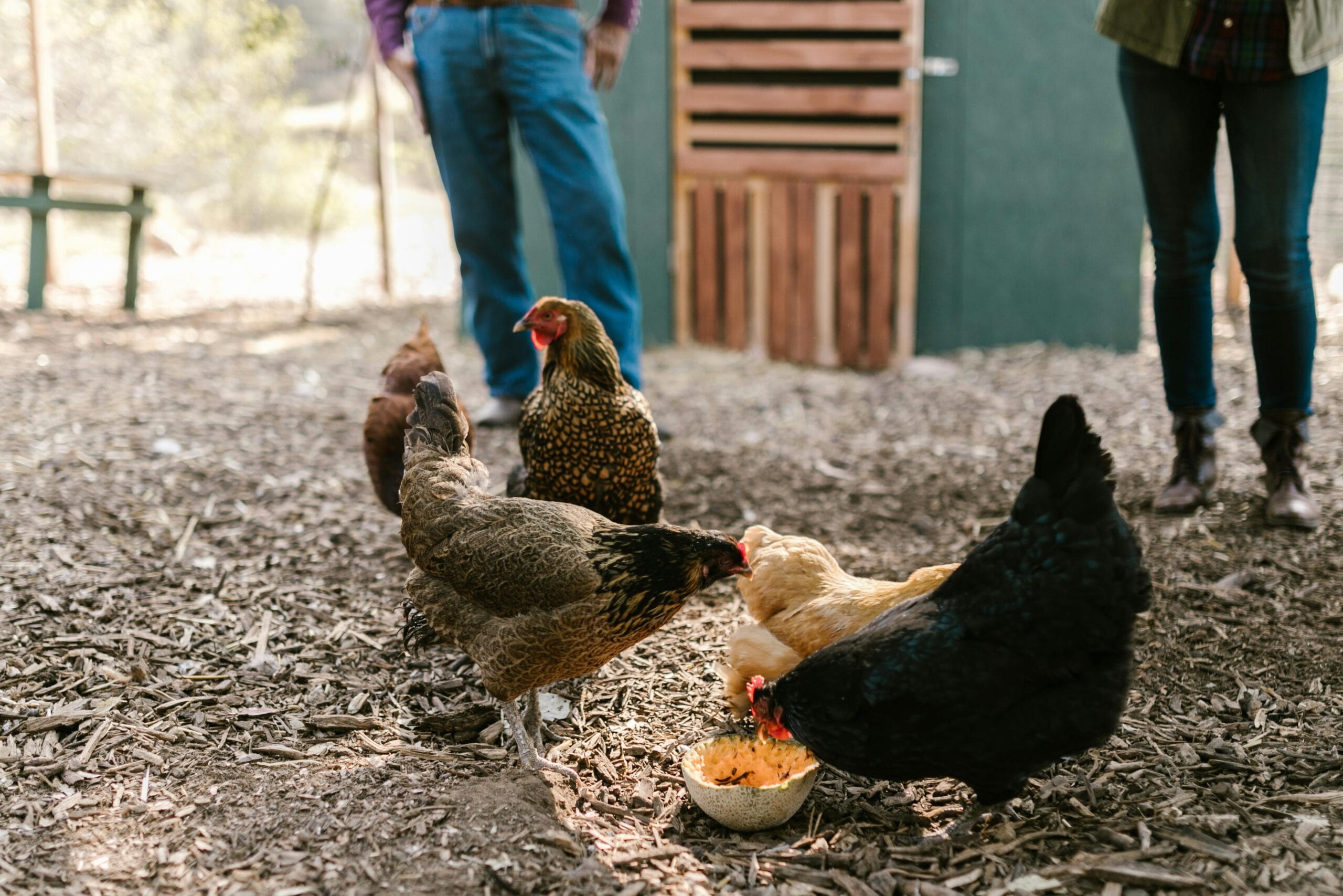 Backyard hens eating fresh garden greens and squash in a clean chicken run