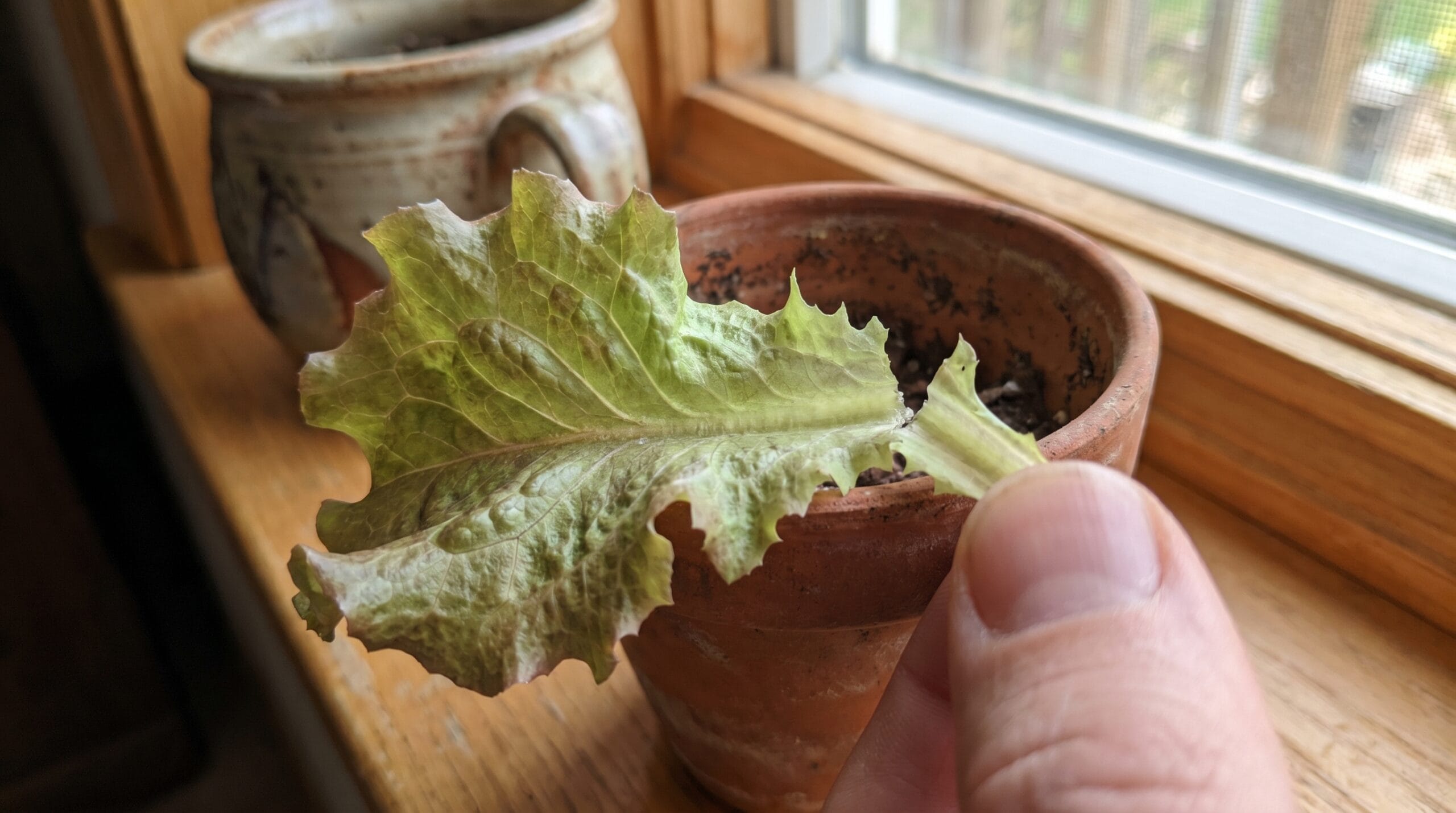 A single outer lettuce leaf being gently snapped away from the base of a plant growing in a small container