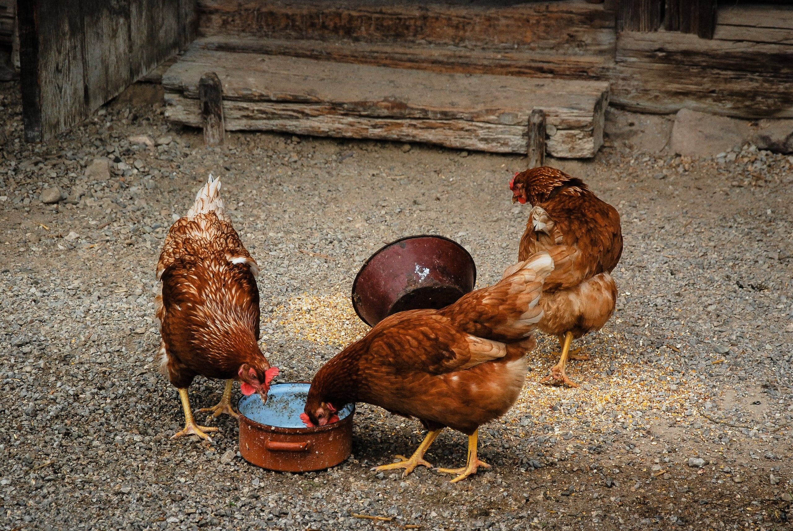 diy chicken feed