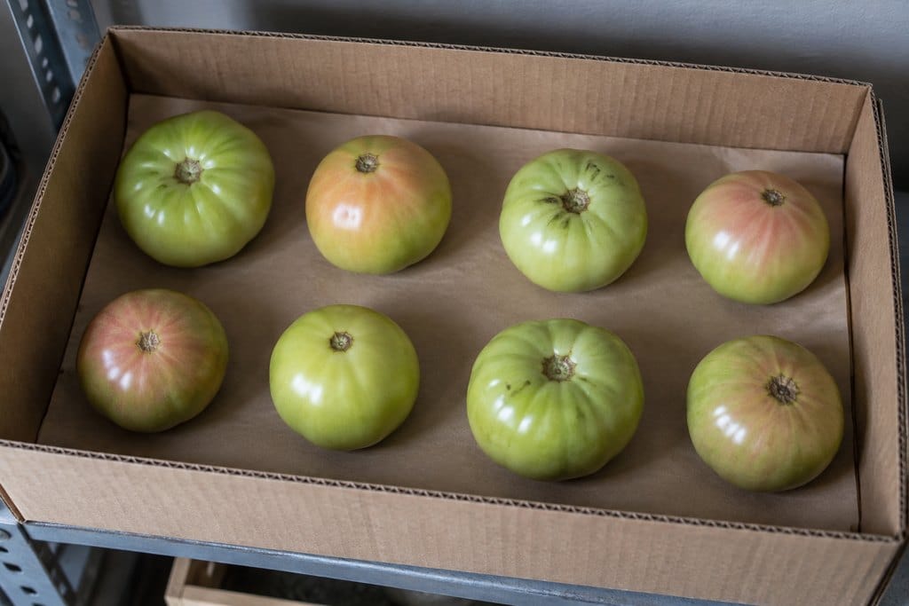 Stemless green and blushing tomatoes arranged in a single layer in a cardboard box