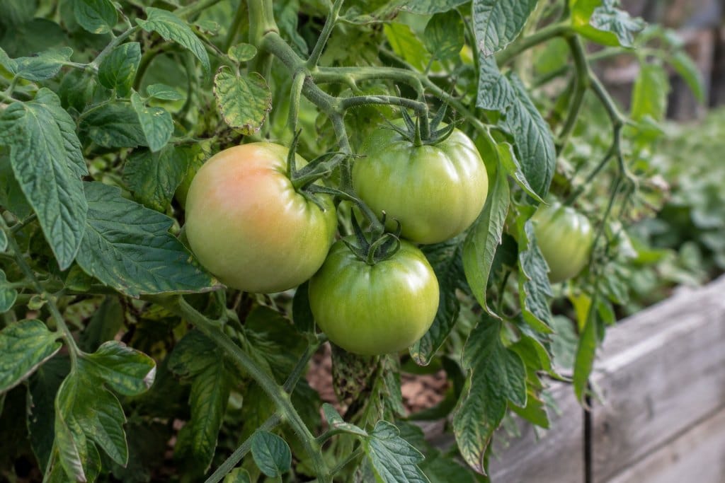 Full-size green tomatoes and one blushing tomato growing on a backyard vine
how to ripen green tomatoes