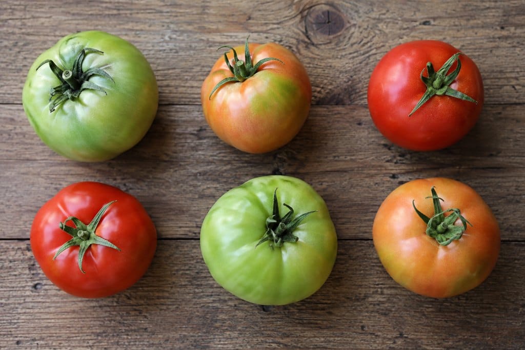 Green, partly colored, and red tomatoes spaced out for sorting