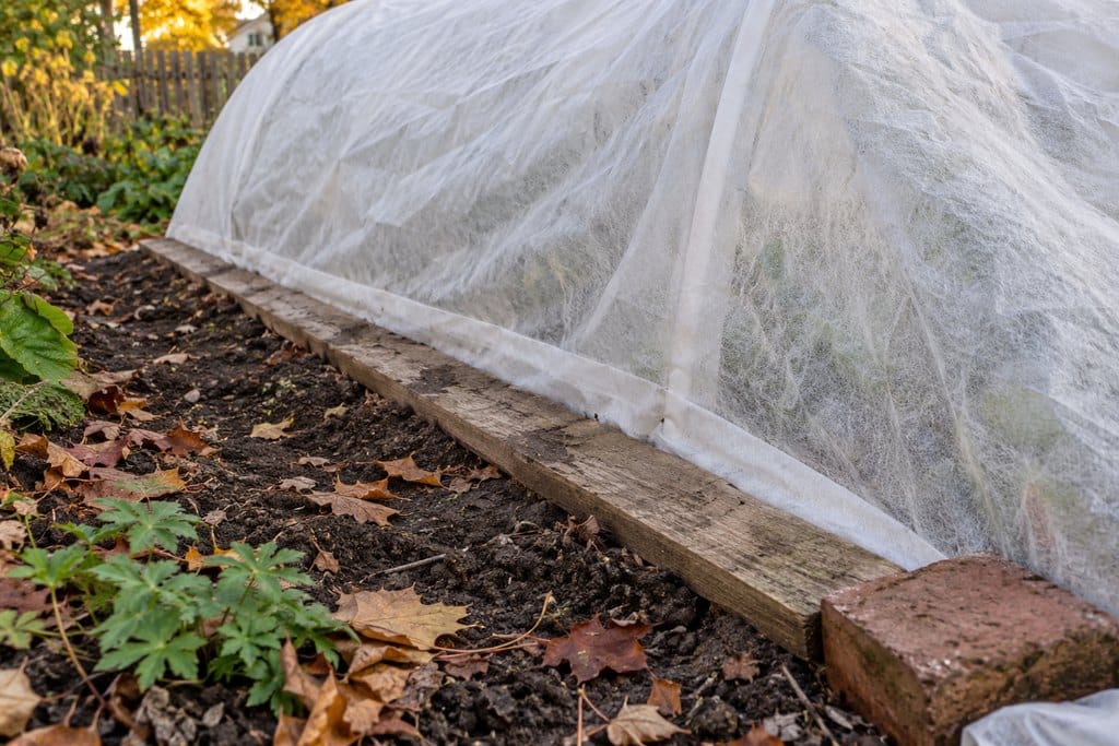 A wooden board and brick hold the bottom edge of frost cloth against the soil.